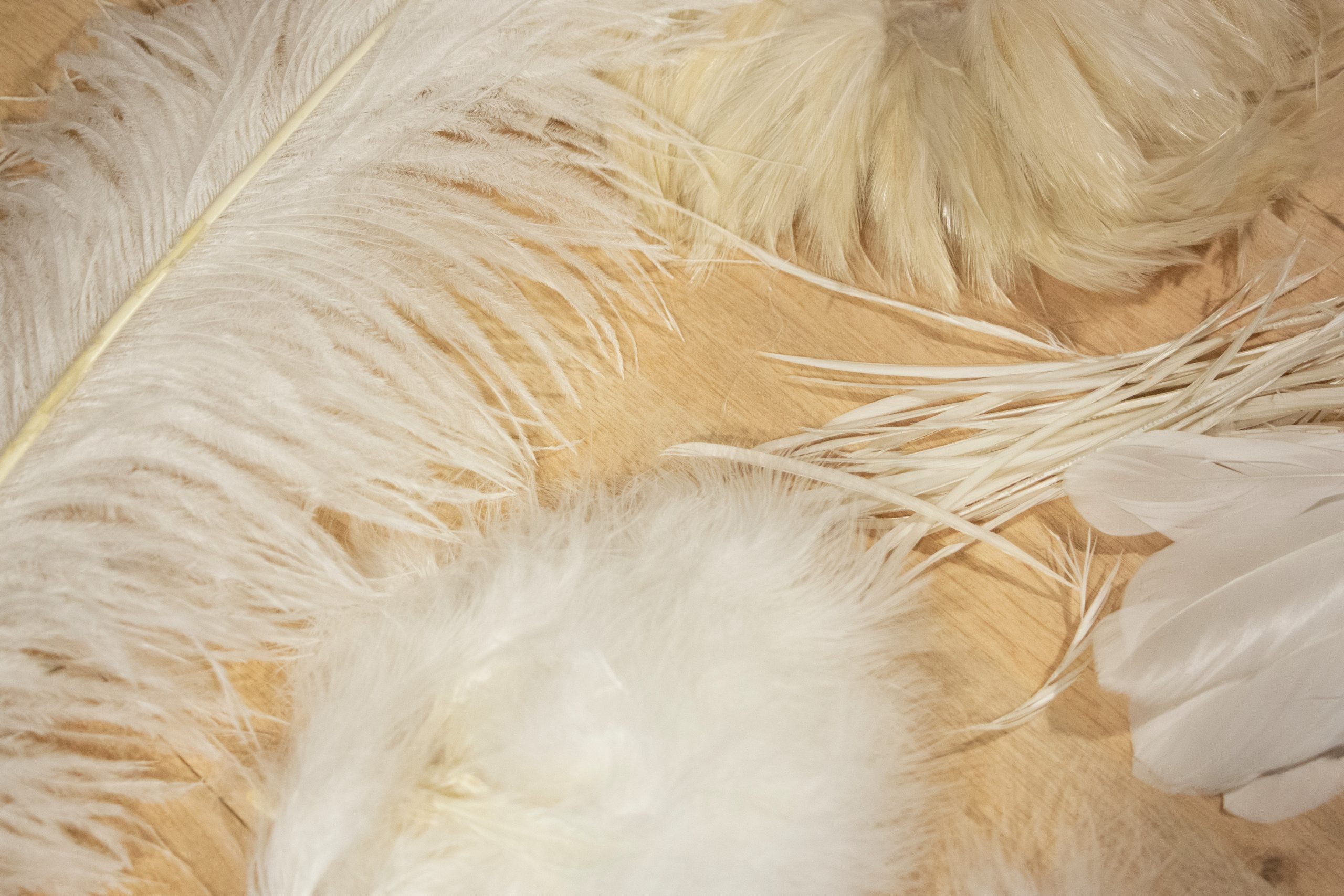 plusieurs types de plumes blanches sur une table en bois